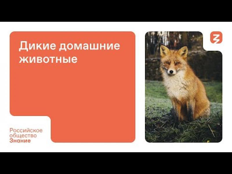 Онлайн-видео (рынок России) Онлайн-кинотеатры (VOD-видео по запросу)